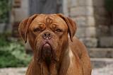 DOGUE DE BORDEAUX 230